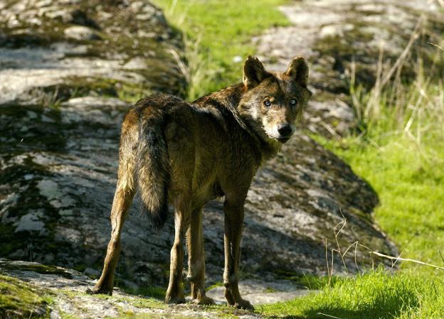 Cantabria pide a Ribera que suspenda la inclusión del lobo como especie protegida