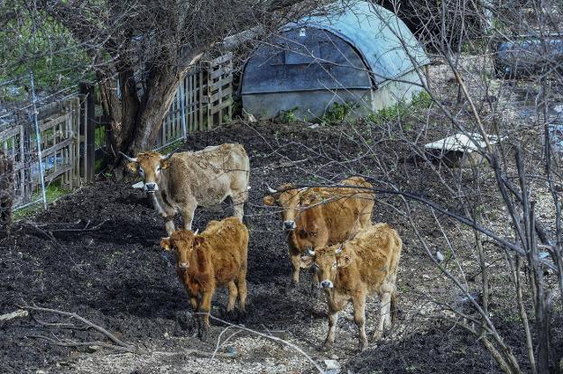 El Seprona investiga el abandono de seis vacas en Herrera de Camargo