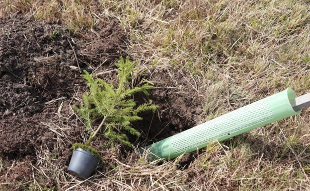 Campoo de Yuso repartirá árboles autóctonos entre sus vecinos