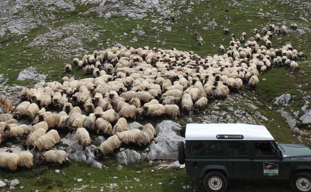 Los lechazos de Liébana llegan a las mesas de los Paradores de Turismo