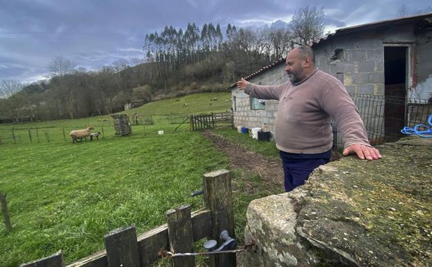 Los lobos matan tres ovejas en Treceño en plena polémica sobre su protección