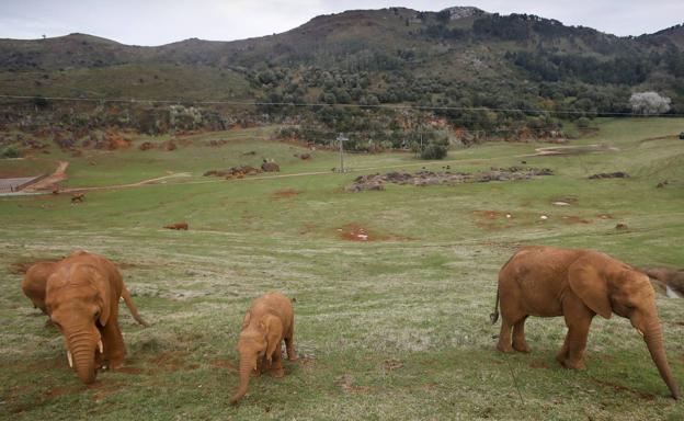 Cabárceno homenajeará al empleado fallecido por el golpe de un elefante