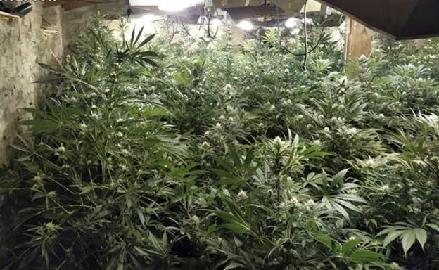 Multa para los candidatos de Podemos Laredo detenidos con una plantación de marihuana en una casa de Ampuero