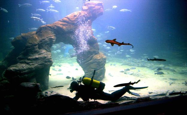 El Museo Marítimo busca un cuidador de animales-buceador para cubrir una vacante