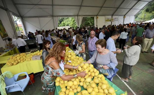 Alfoz de Lloredo facilita que los vecinos accedan a las ayudas para la plantación de limoneros o material escolar