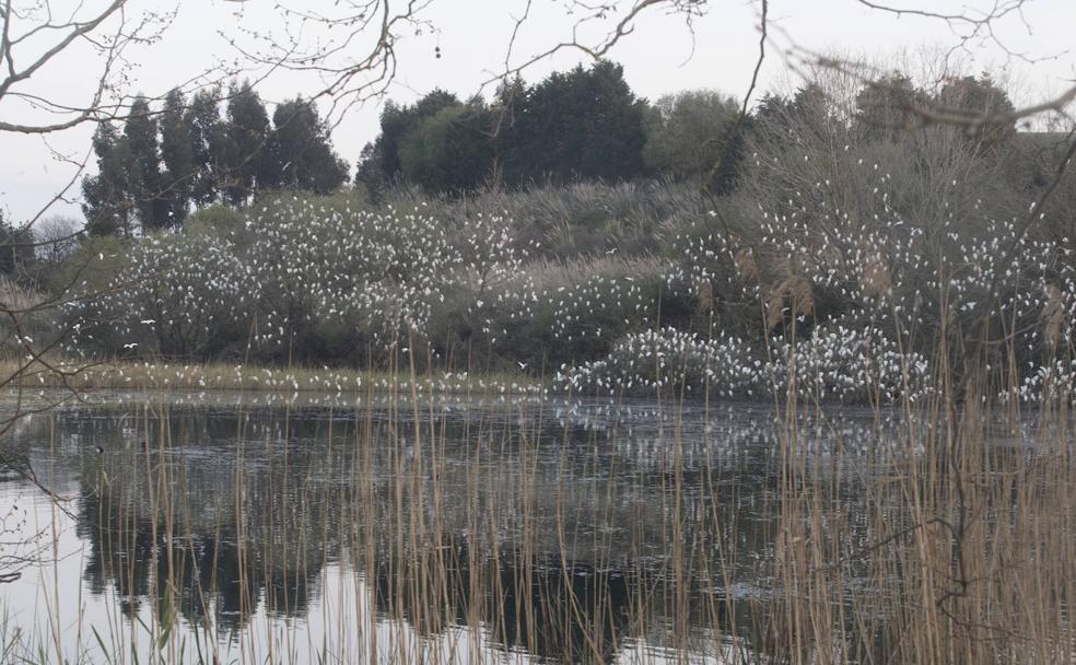 El clamoroso espectáculo de la garcilla en el parque de La Remonta