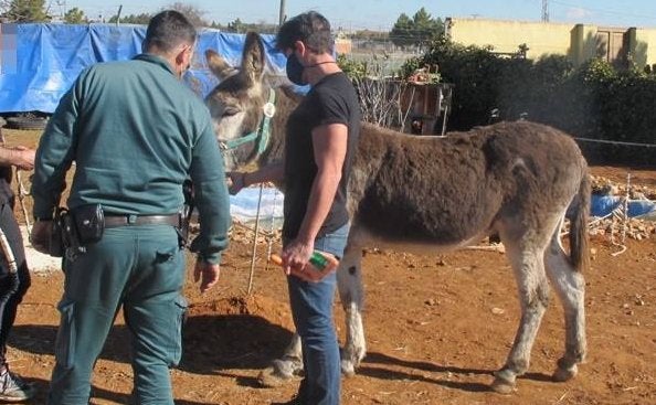 Encuentran animales exóticos muertos de hambre en una finca de Toledo