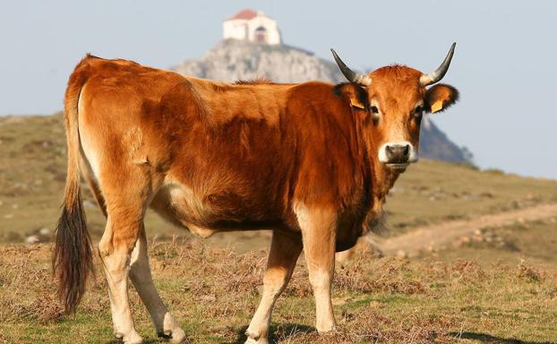 Ganadería incrementa las ayudas para fomentar las razas autóctonas españolas en Cantabria