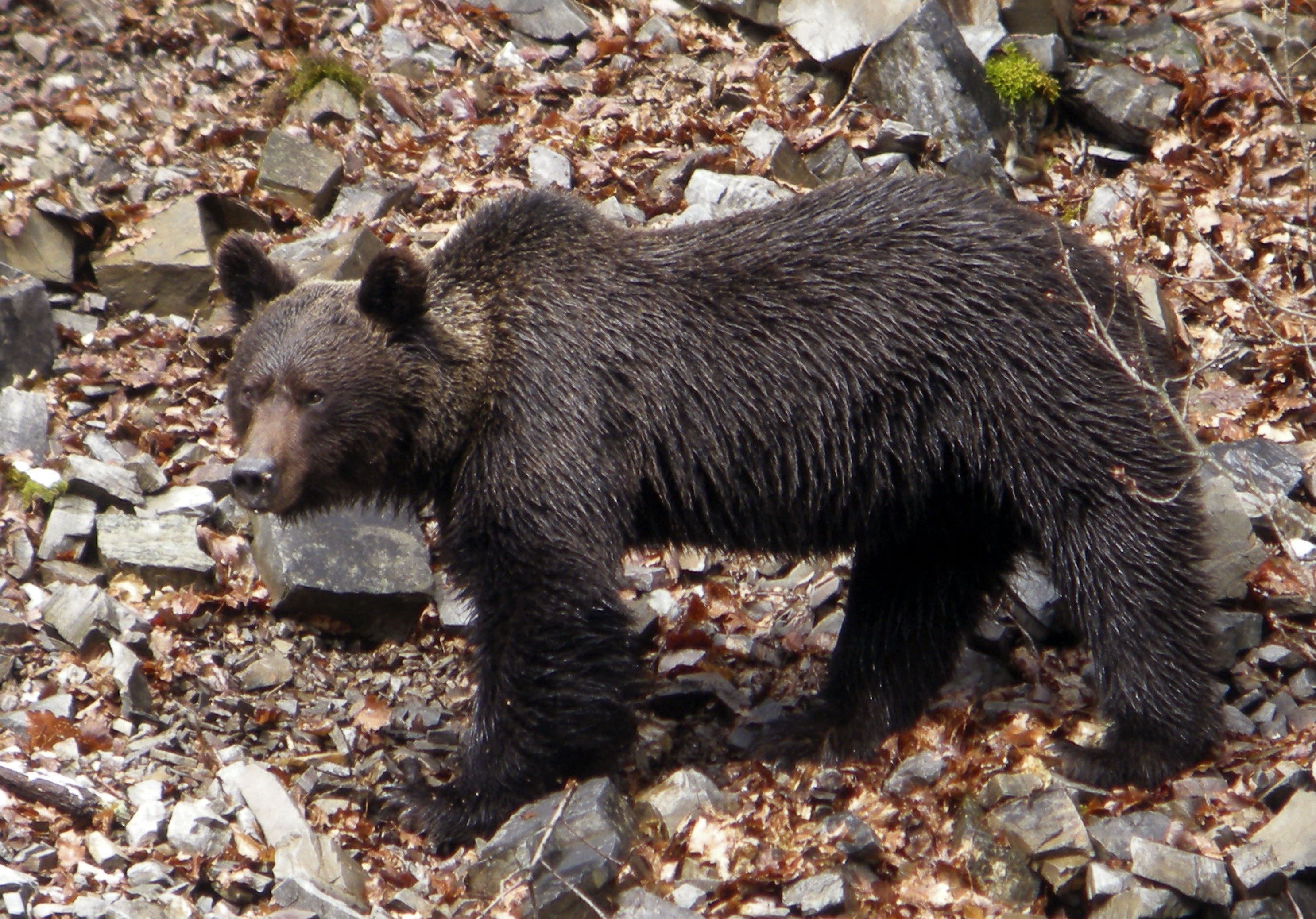 Un proyecto para facilitar la adaptación del oso en la Cordillera Cantábrica ante el cambio climático