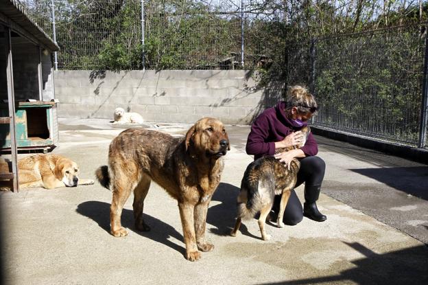 Una década de perros agradecidos