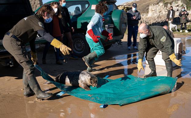 Dos jóvenes focas, devueltas a su hábitat en la Virgen del Mar