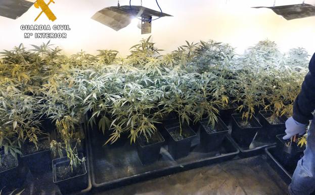 La Guardia Civil desmantela una plantación de marihuana dentro de un piso de Guriezo