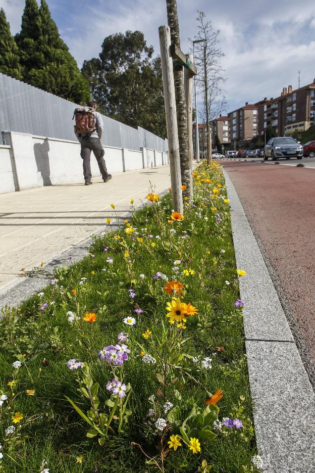 La avenida Fernando Arce luce una pradera de flores silvestres