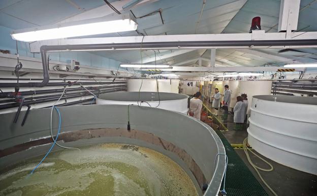 Trabajadores de Sonrionansa denuncian deterioro de la planta e impagos de nóminas