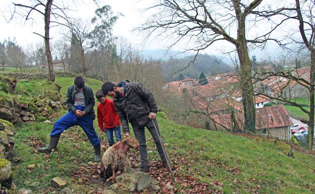 Los lobos matan a cuatro ovejas en una finca a las afueras del casco urbano de Cabezón de la Sal