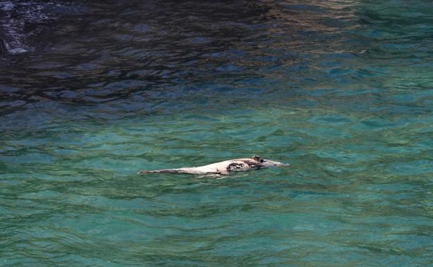 Aparece un delfín sin vida flotando en Pechón