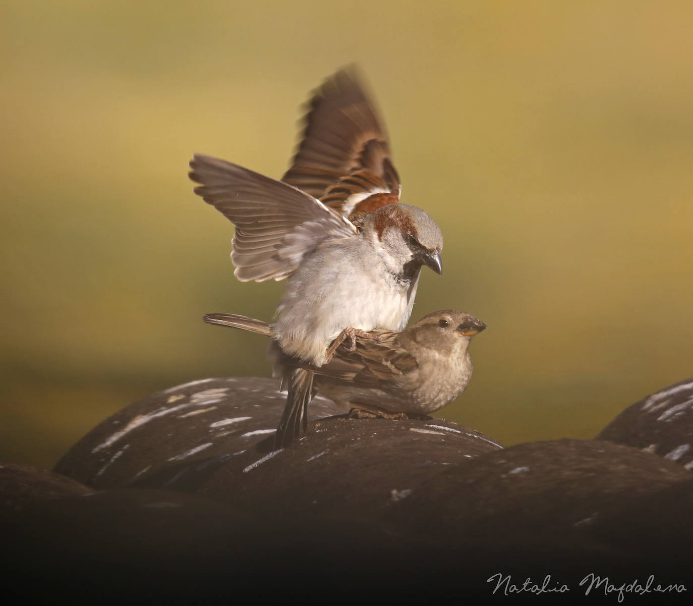 El Día Mundial del Gorrión se celebra el 20 de marzo para advertir sobre el declive de las aves comunes