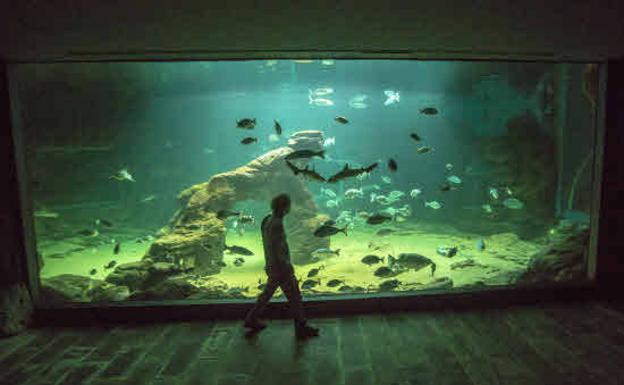 El Museo Marítimo acoge una exposición sobre las artes de la pesca tradicional hasta mayo