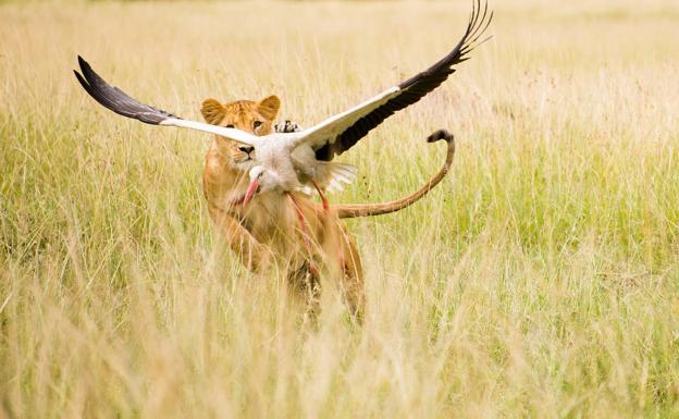 La 2 muestra las conductas de los leones ante la ausencia de humanos