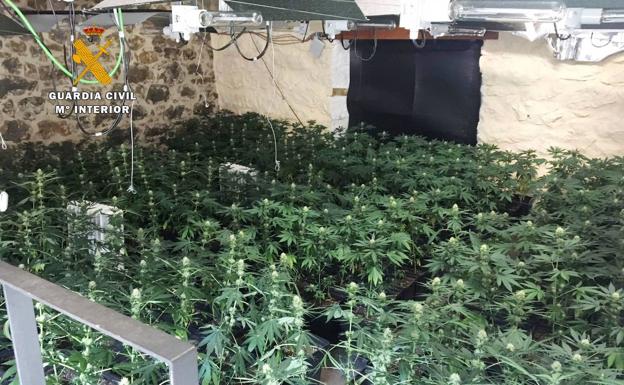 El cultivador de 1.116 plantas de marihuana es absuelto porque eran para «uso terapéutico»