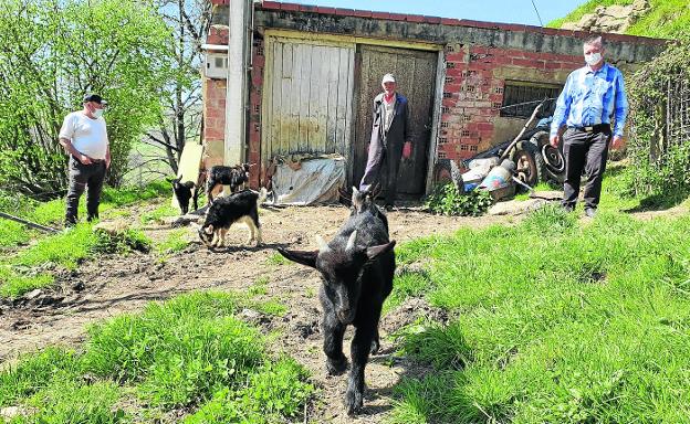 Los lobos acechan ya la costa occidental y atacan a un rebaño de cabras en Alfoz de Lloredo