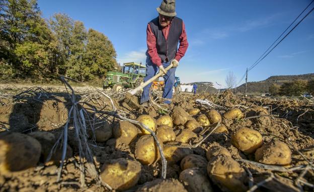 Patata: cultivo milenario y seguridad alimentaria