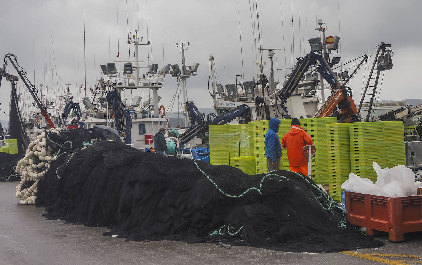 Santoña subasta más de medio millón de kilos de bocarte, el récord de la costera