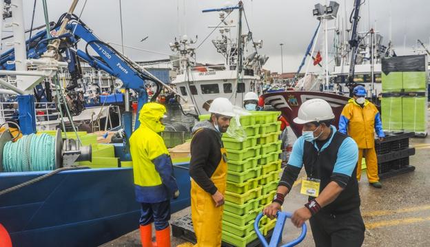 Santoña subasta más de medio millón de kilos de bocarte, el récord de la costera