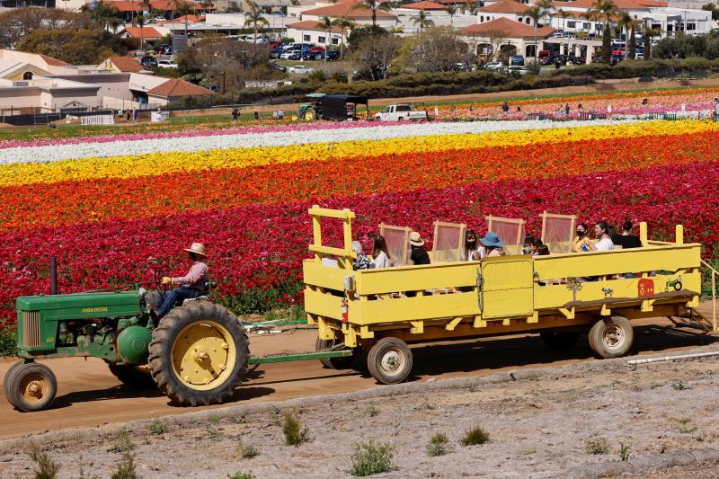 Un campo de flores de cuento