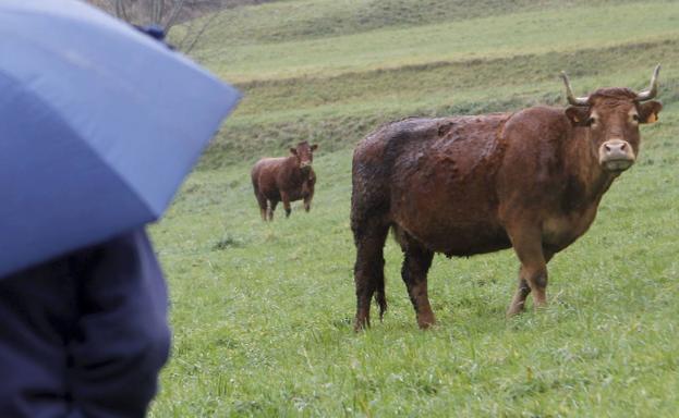 Cantabria, libre de brucelosis