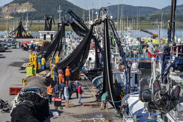 Actividad frenética y cincuenta barcos en el puerto de Santoña