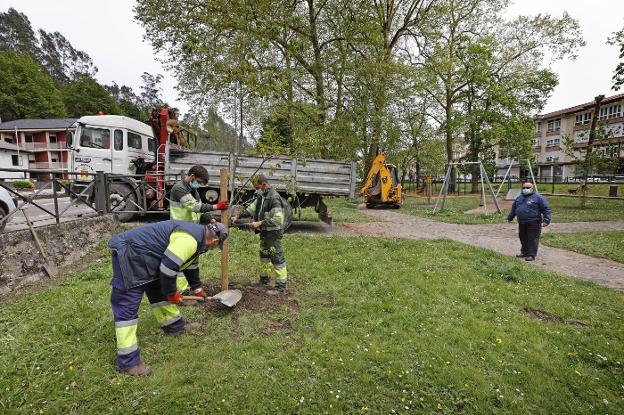 La tala de dos árboles en el parque de La Losa desata la polémica en Cabezón