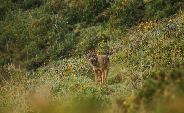 Cantabria vuelve a reclamar al ministerio la paralización de la protección del lobo