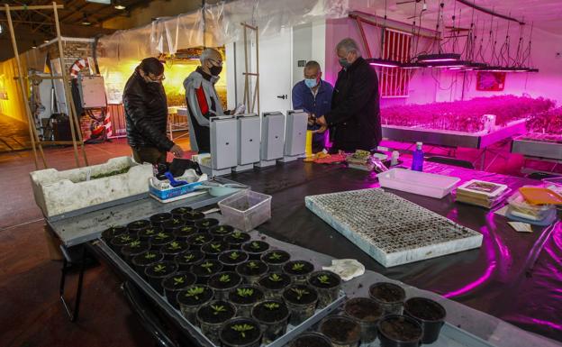 El sector de huerta critica que se regalen plantas de tomates en Torrelavega porque reduce sus ventas
