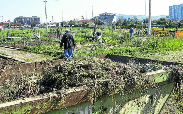 Usuarios de los huertos urbanos de Torrelavega dicen que las parcelas están «abandonadas»