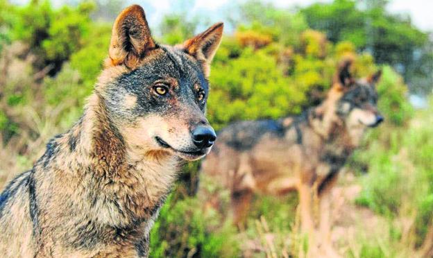 El lobo atacó a 1.356 cabezas de ganado el año pasado en 55 de los 102 municipios de Cantabria