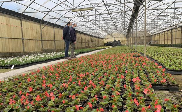 Torrelavega se vestirá de primavera con 35.000 plantas de temporada