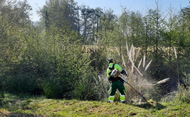 La vía verde a su paso por La Encina se libera de plumeros