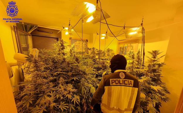 Detenido en Nueva Montaña por utilizar la casa de su madre, ya fallecida, para cultivar marihuana
