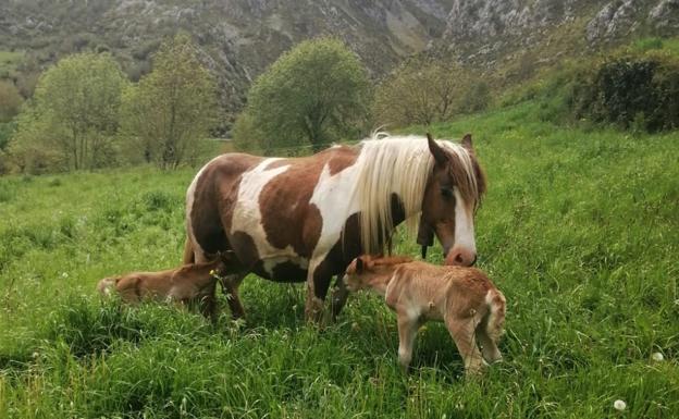 Una yegua pare dos potros mellizos en Bejes, un macho y una hembra