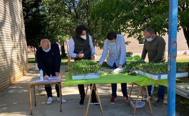 El Astillero entrega 6.000 plantas de tomate entre los vecinos