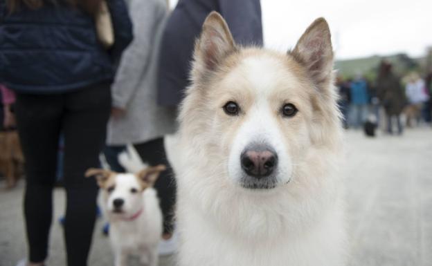 El TSJC desestima un recurso que pretendía impugnar la Ordenanza de Bienestar Animal de Polanco