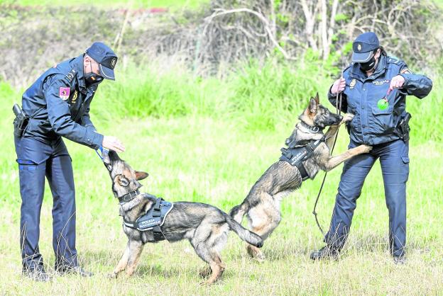 Pequeños agentes con olfato para el delito