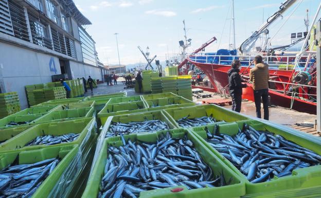 Las conserveras avisan de que «peligra» la supervivencia de la anchoa en Cantabria