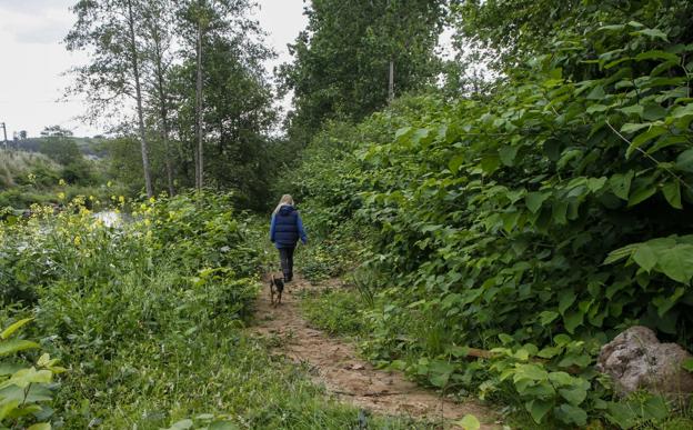 La vegetación invade el corredor verde de Torrelavega e impide el paseo junto al río