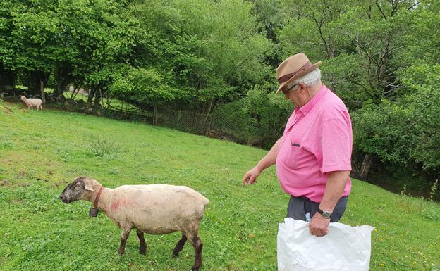 Ataque a un rebaño de ovejas en Oreña