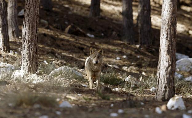 Cantabria, «indignada» con el Ministerio por poner fecha al fin de la caza del lobo: el 25 de septiembre