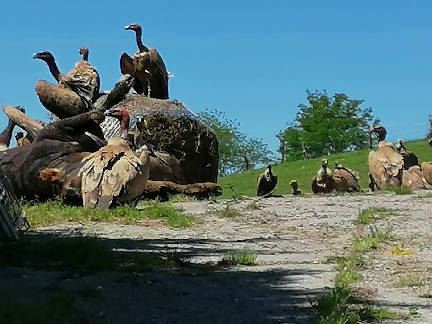 Buitres en pleno festín