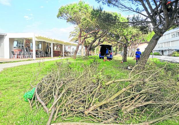 Comillas sanea los árboles de los pinares a petición de vecinos y hosteleros