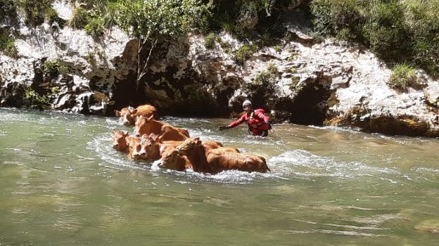Rescate vacuno en el Deva